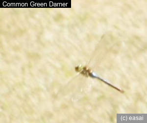 Common Green Darner, Anax junius