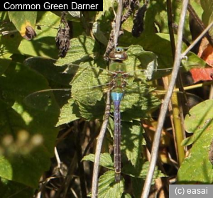 Common Green Darner, Anax junius