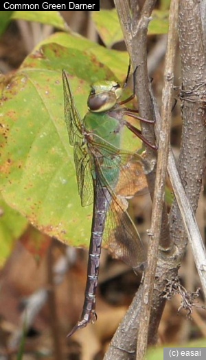 Common Green Darner, Anax junius