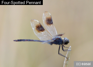 Four-Spotted Pennant, Brachymesia gravida