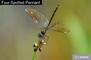 Four-Spotted Pennant, Brachymesia gravida