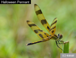 Halloween Pennant, Celithemis eponina