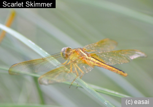 Scarlet Skimmer, Crocothemis servilia