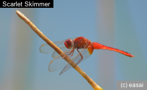 Scarlet Skimmer, Crocothemis servilia