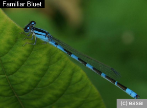 Familiar Bluet, Enallagma civile