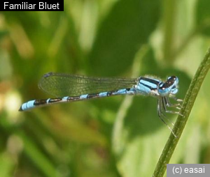 Familiar Bluet, Enallagma civile