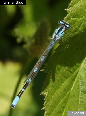 Familiar Bluet, Enallagma civile