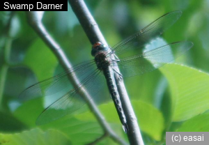 Swamp Darner, Epiaeschna heros