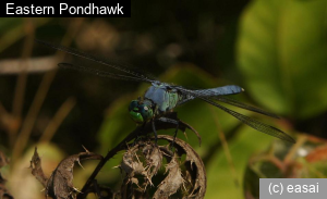 Eastern Pondhawk, Erythemis simplicicollis