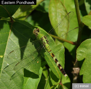 Eastern Pondhawk, Erythemis simplicicollis