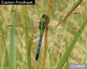 Eastern Pondhawk, Erythemis simplicicollis