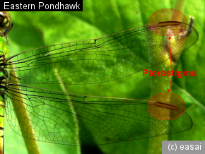 Eastern Pondhawk, Erythemis simplicicollis