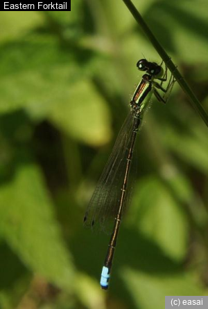 Eastern Forktail, Ischnura verticalis