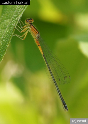 Eastern Forktail, Ischnura verticalis