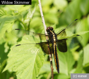 Widow Skimmer, Libellula luctuosa