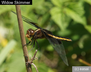 Widow Skimmer, Libellula luctuosa