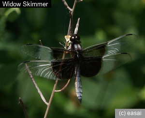 Widow Skimmer, Libellula luctuosa