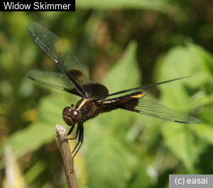 Widow Skimmer, Libellula luctuosa