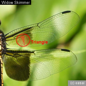 Widow Skimmer, Libellula luctuosa