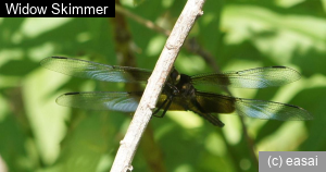 Widow Skimmer, Libellula luctuosa