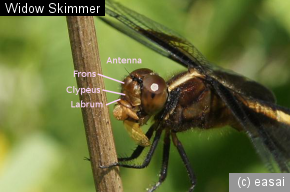 Widow Skimmer, Libellula luctuosa