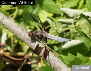 Common Whitetail, Libellula lydia