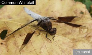 Common Whitetail, Libellula lydia