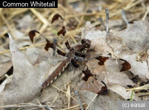 Common Whitetail, Libellula lydia