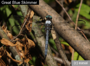 Great Blue Skimmer, Libellula vibrans