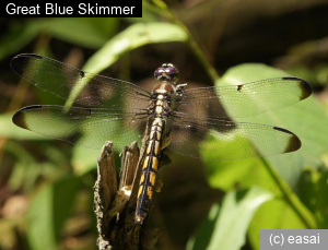 Great Blue Skimmer, Libellula vibrans