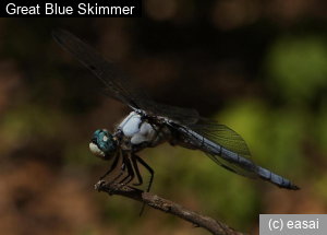 Great Blue Skimmer, Libellula vibrans