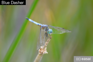 Blue Dasher, Pachydiplax longipennis