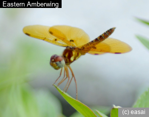 Eastern Amberwing, Perithemis tenera