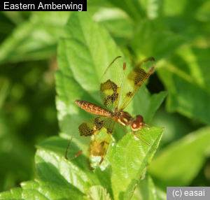 Eastern Amberwing, Perithemis tenera