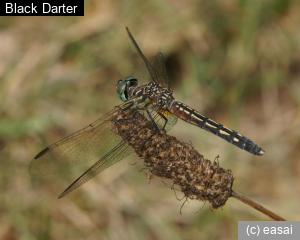 Black Darter, Sympetrum danae