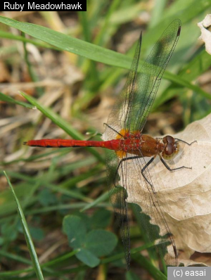 Ruby Meadowhawk, Sympetrum rubicundulum