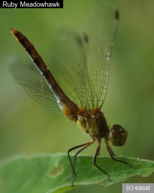 Ruby Meadowhawk, Sympetrum rubicundulum