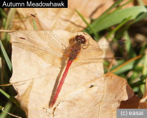 Autumn Meadowhawk, Sympetrum vicinum