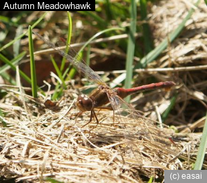 Autumn Meadowhawk, Sympetrum vicinum