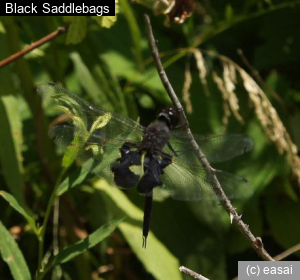 Black Saddlebags, Tramea lacerata