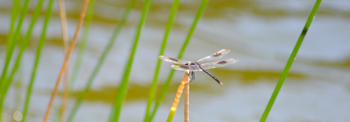 Four-Spotted Pennant (Brachymesia gravida)