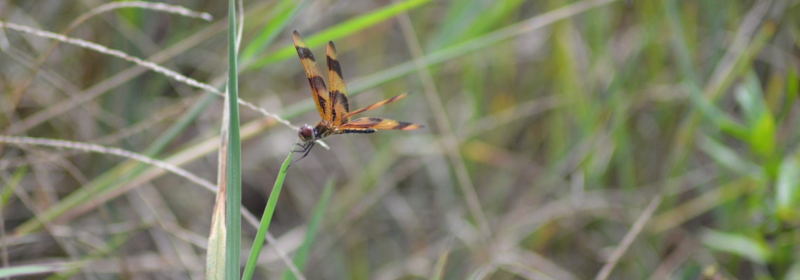 Halloween Pennant (Celithemis eponina)