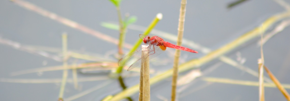 Scarlet Skimmer (Crocothemis servilia)